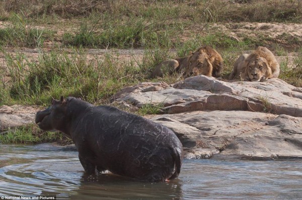Lions hunt hippo in the Sabi Sand - by Brett Thomson - Sun Safaris
