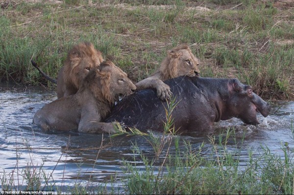Lions hunt hippo in the Sabi Sand - by Brett Thomson - Sun Safaris