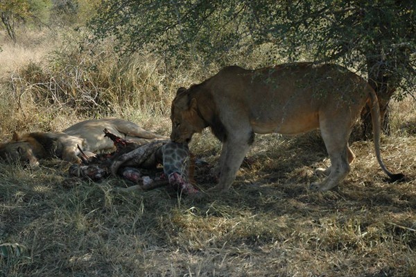 The Ghost Males feed on the stolen giraffe carcass