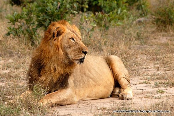 One of the two new males that might take over the Machaton Pride - image from Kings Camp