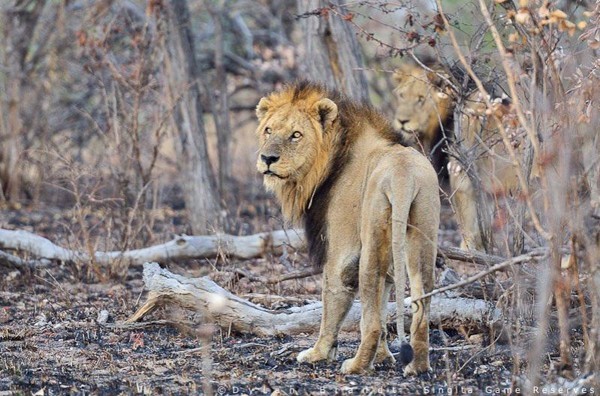 Mapogo march into the Singita traverse - image by Dylan Brandt