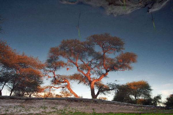 Waterhole Tree Reflection