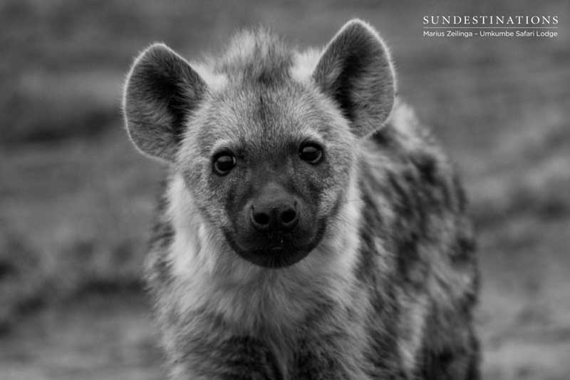Things You Probably Didn’t Know About Hyenas | Sun Safaris