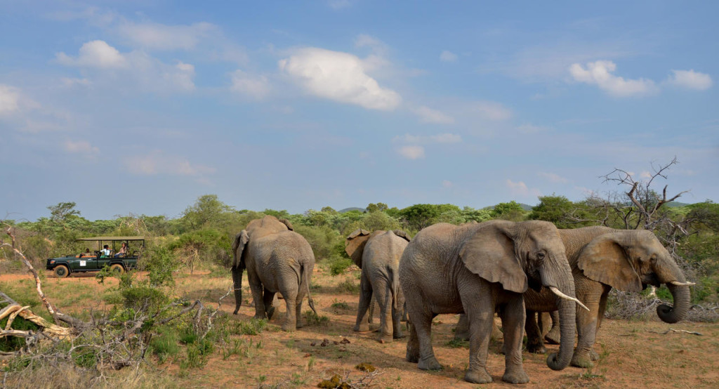 Elephants on game drive at Mabula
