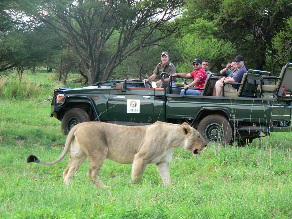 Lion seen on game drive at Mabula