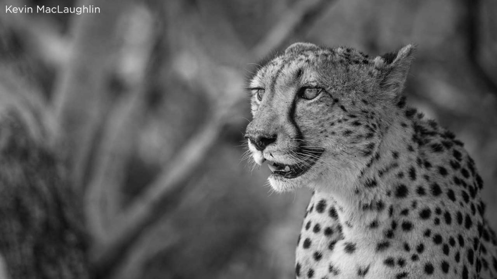 Releasing cheetahs in Liwonde National Park