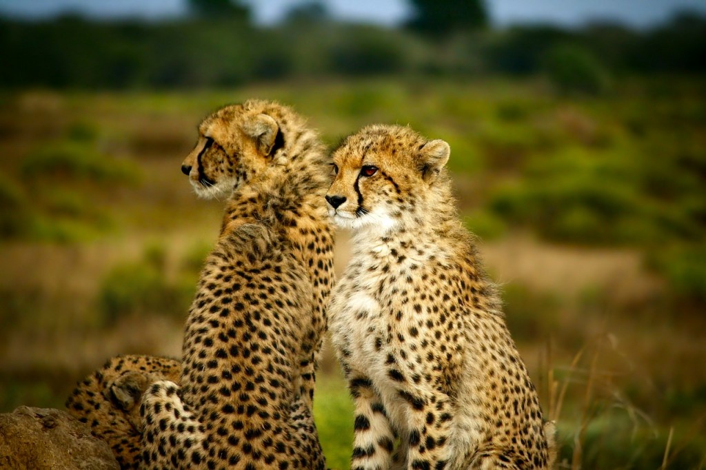Releasing cheetahs in Liwonde National Park