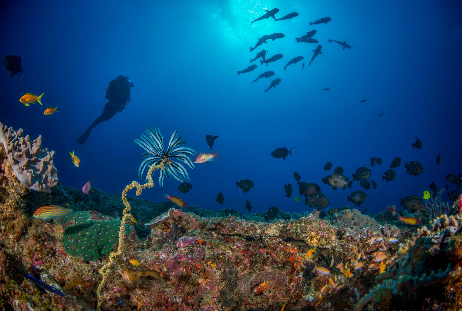 Indian Ocean Scuba Diving in Mozambique and Zanzibar | Sun ...
