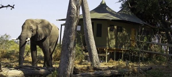 Elephant visiting one of the guests tents at Little Vumbura