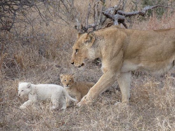 Ross Pride white lion cub