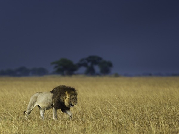 Male lion on the Busanga Plains with an approaching storm