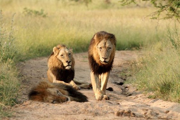 Mapoga Male Lions