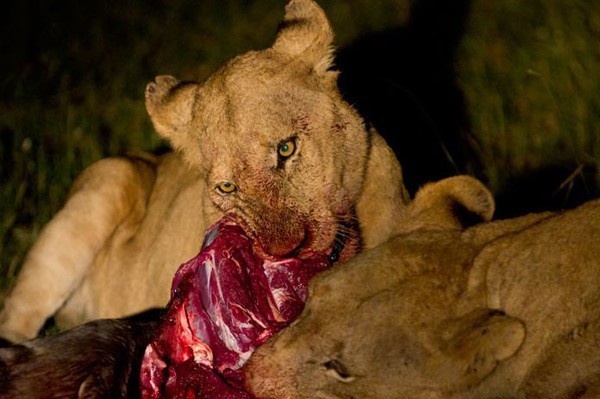 The lions eat at last