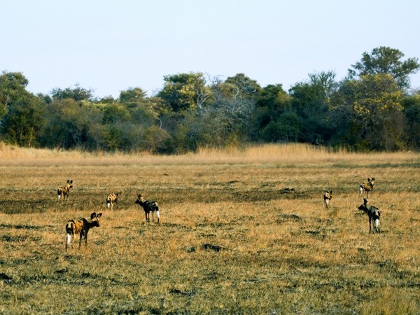 Wild Dog in the Kafue National Park