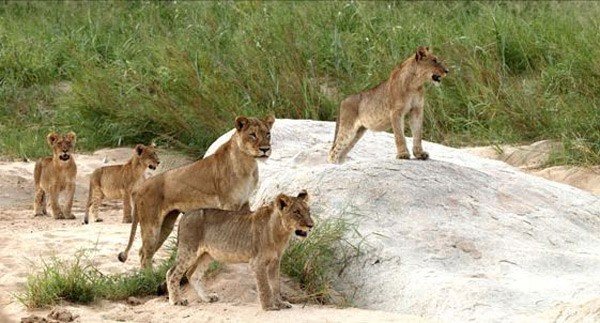 Ximungwe lions