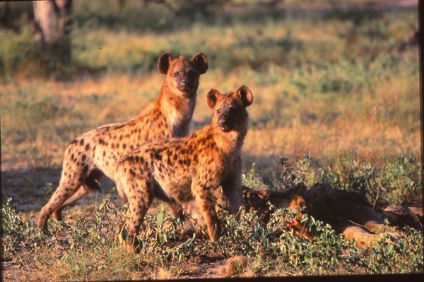 Hyena with the remaining carcasses