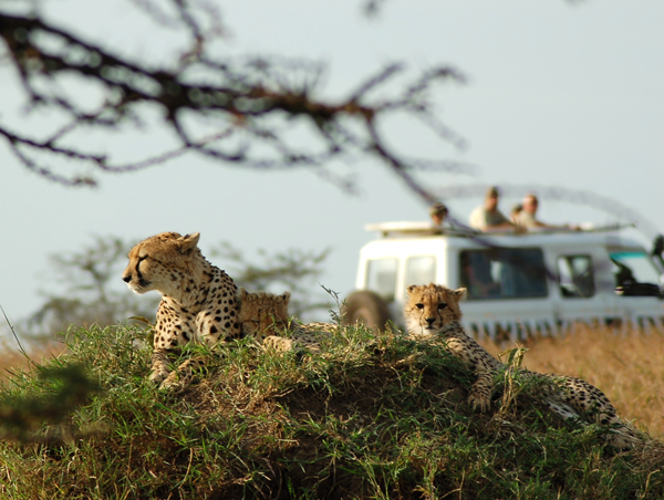 Cheetah in the Kenya Conservancy