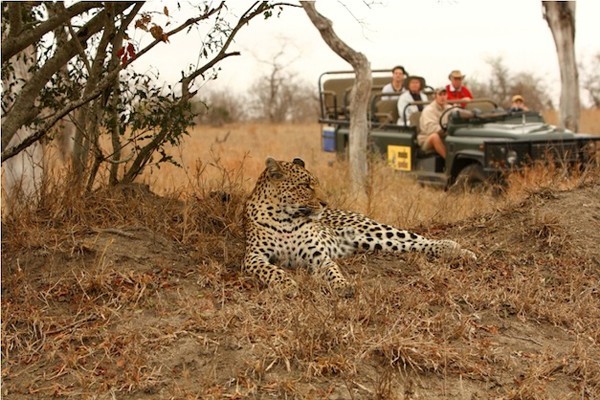 Leopard at MalaMala