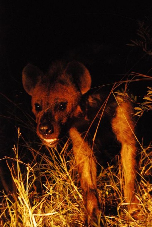Hyena scavenging from a leopard kill