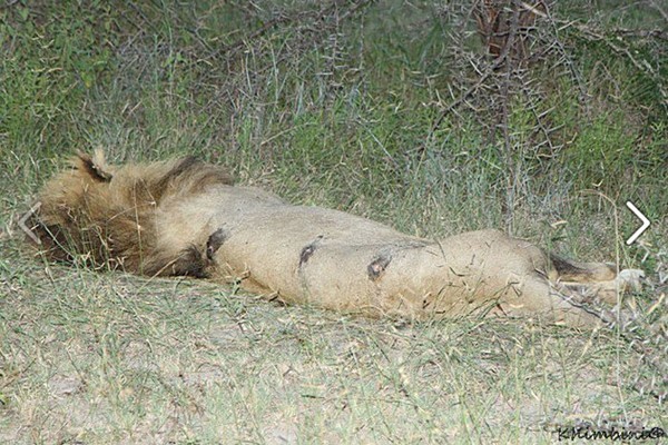 The injured Mapoga male lion