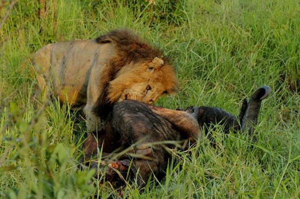 Mapoga Male on a buffalo kill