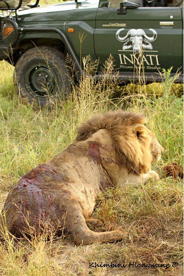 Lion with an injured spine