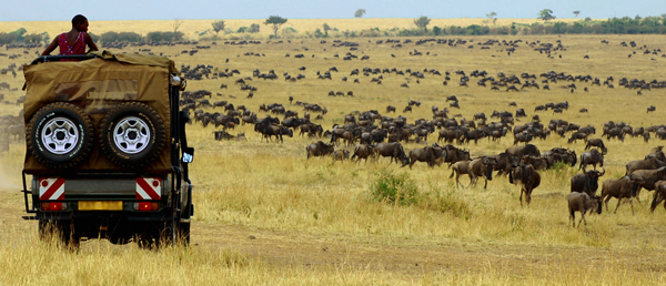 Annual Migration of Wildebeest in the Serengeti