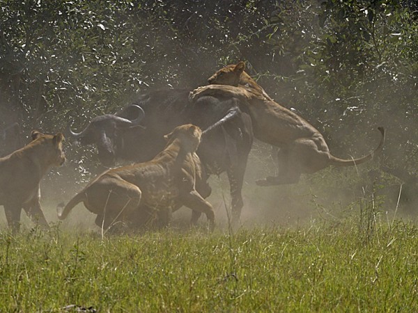 Lions go in for the kill at Duba Plains