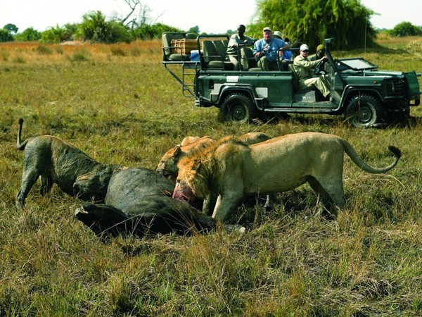 Guests at Duba Plains watching lions feed on a buffalo carcass