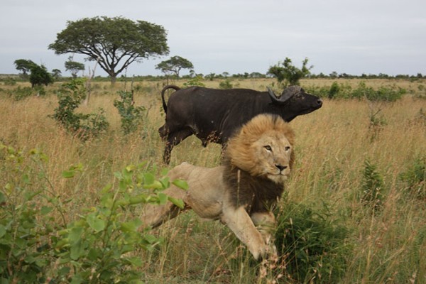 Lion flees from Buffalo