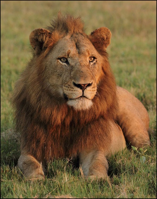 One of the Southern Male lions