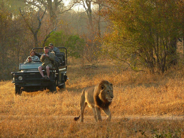 Lion on a game drive at Umkumbe Safari Lodge