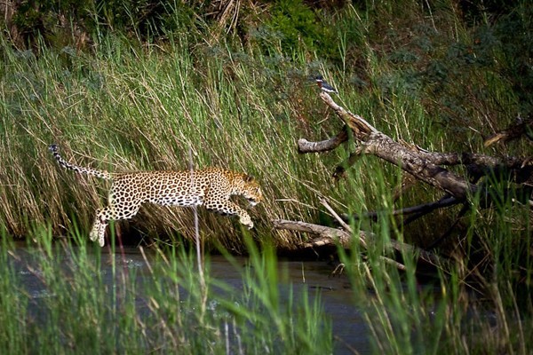 Leopard at Londolozi