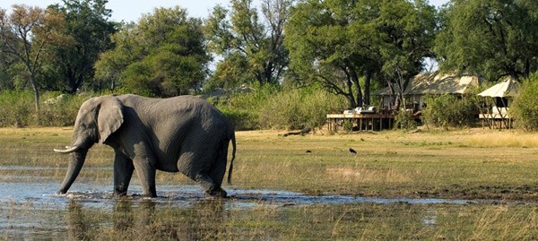 Elephant wades through water in front of Zarafa Camp