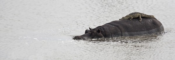 A crocodile catches a ride on the back of a hippo