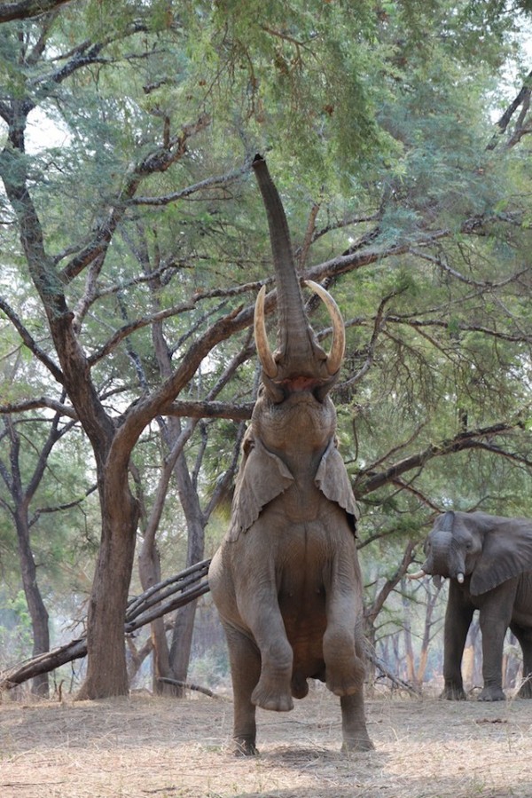 Elephant feeding in the Lower Zambezi National Park