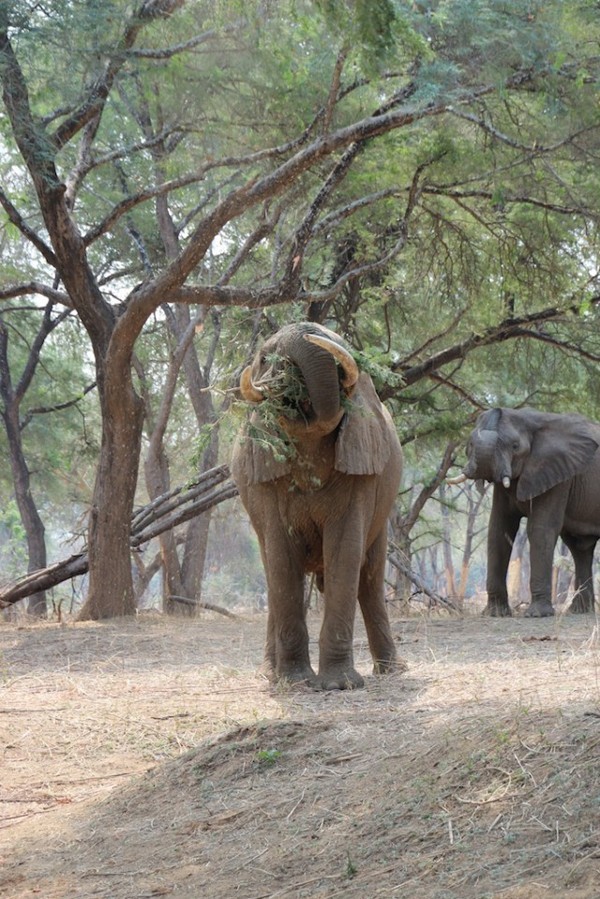 Elephant feeding in the Lower Zambezi National Park