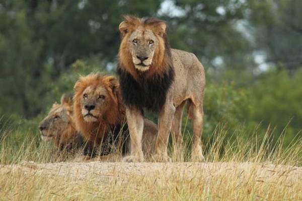 Some really mean looking Mapogo lions!