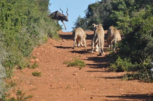 Lions hunting in a game reserve