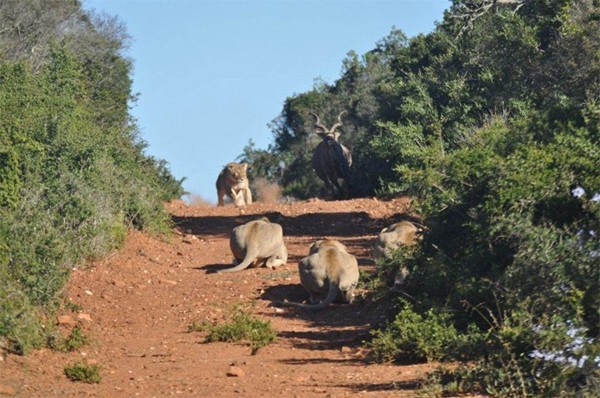 Lions stalk a kudu