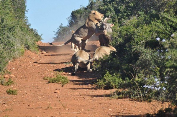 Lion lunges for kudu