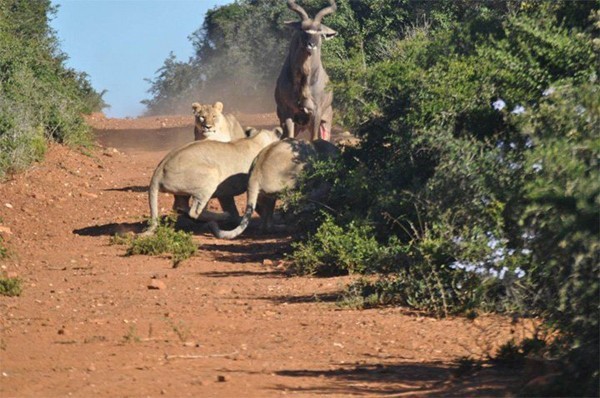 Kudu jumps over lions