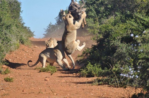 Spectacular lion kill attempt