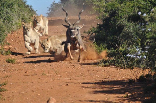 Kudu escapes lion hunt