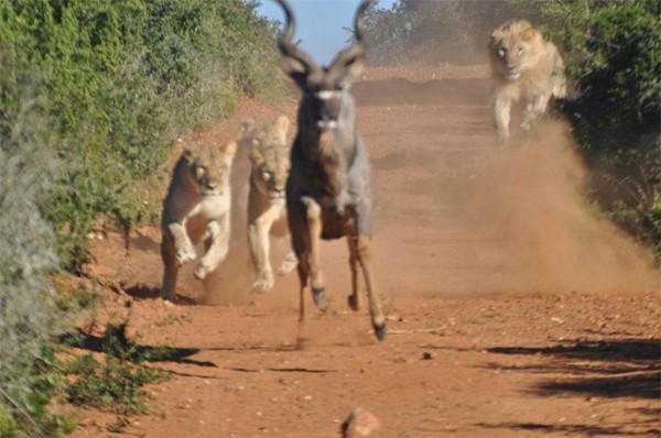 Male lion gives chase