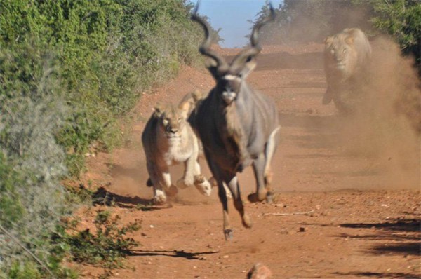 Kudu runs away from lions