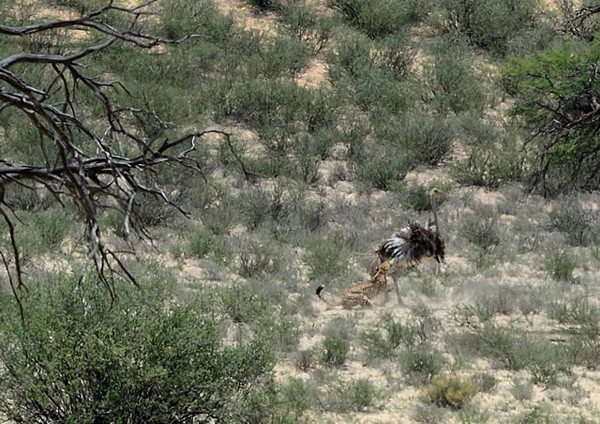 Cheetah hunting an ostrich in the Kgalagadi National Park