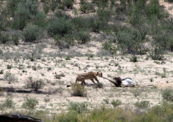 Cheetah hunting an ostrich in the Kgalagadi National Park