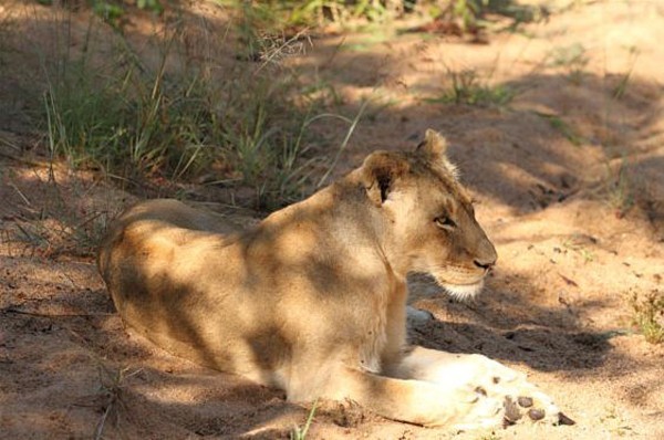 Lioness at Savanna Private Game Reserve