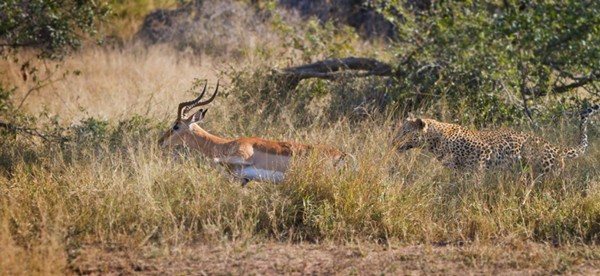 Camp Pan male leoaprd hunting impala at Londolozi in the Kruger Park